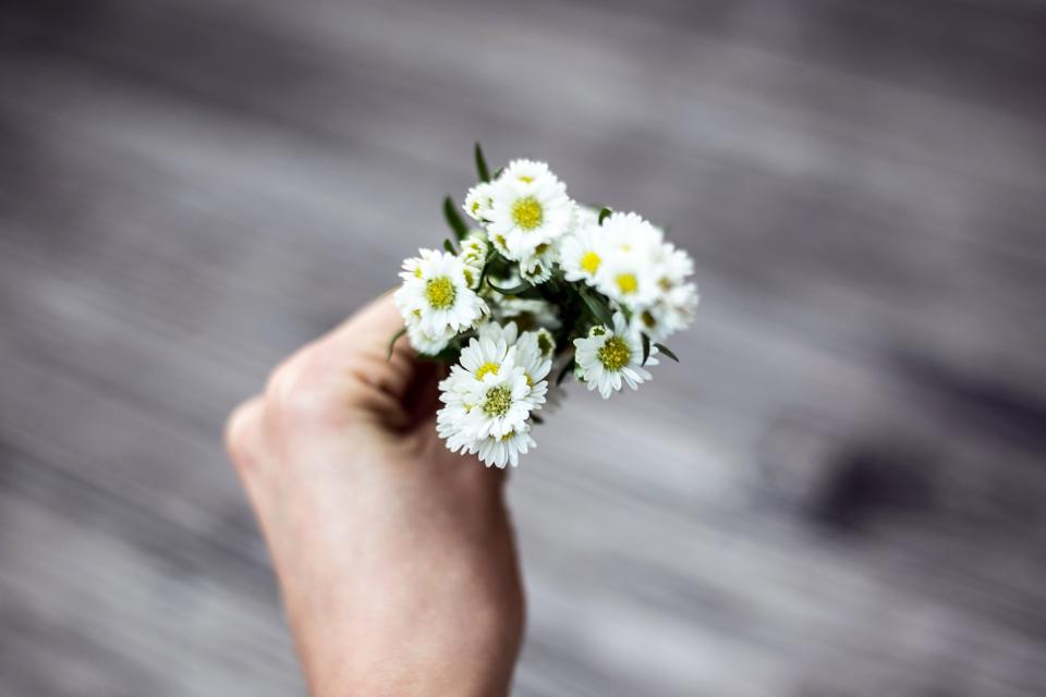 man holding flowers, daisies, hand holding daisies, macro photography, 