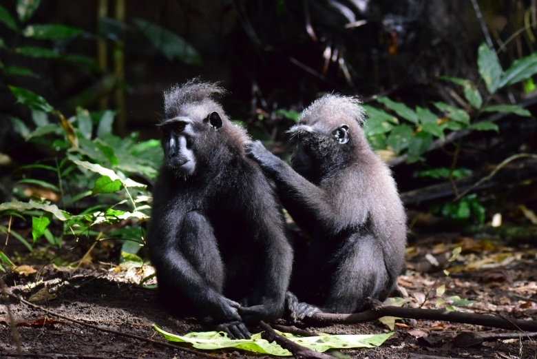 Black Crested Macaque's grooming.