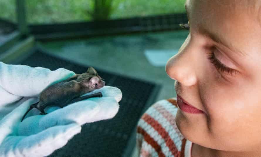 An eastern freetail bat with a child visitor to the bat hospital