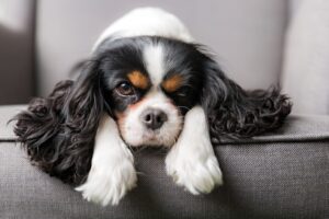 Breeding of bulldogs and Cavalier King Charles Spaniels has now been banned in Norway.