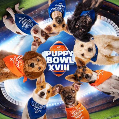 Puppy Bowl