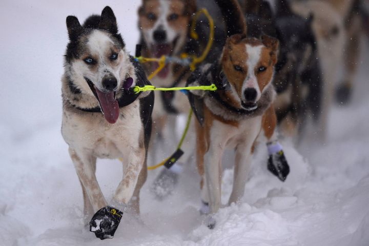 Mille Porsild's sled dog team at the 2020 Iditarod race.