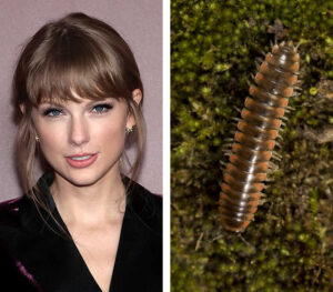 An entomologist named a new millipede species after Taylor Swift : NPR