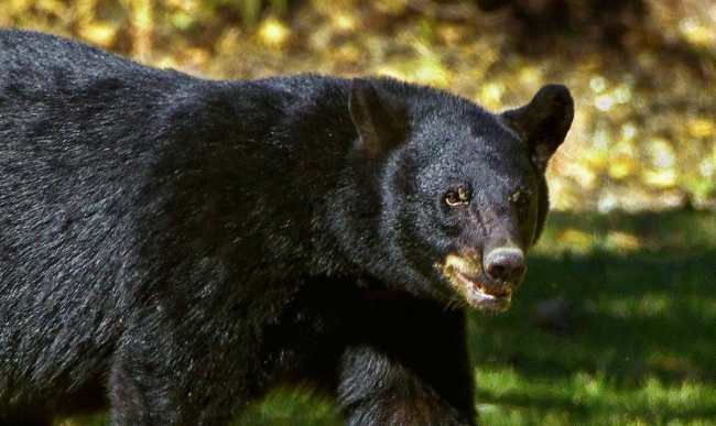 Bear Gets Trapped In Car Destroys It Then Escapes Through Windshield