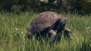 'Elden Ring' players believe turtles to be a kind of dog