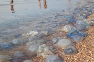 Italian Port City Mobbed By Thousands Of Jellyfish Who Have Taken Over The HarborItalian Port City Mobbed By Thousands Of Jellyfish Who Have Taken Over The Harbor