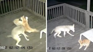 Cat Fights Off Coyote on Deck of Texas Beach House