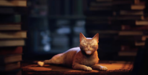 Stray, the cyberpunk cat simulator, is now coming out in July