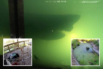 Inside abandoned zoo with remains of great white SHARK floating in tank