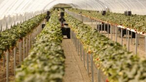 Can strawberry-picking robots save California's growers?
