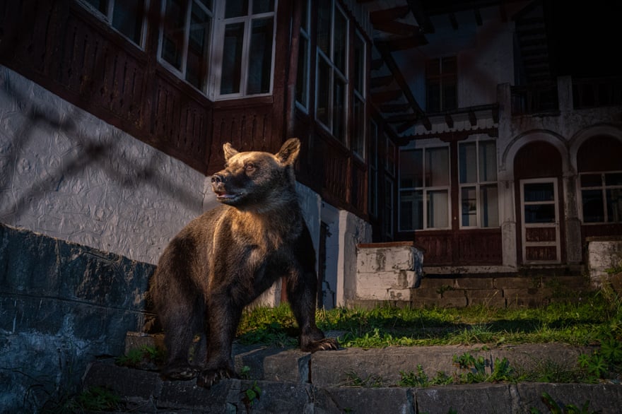 Bears emerge at night on the quiet streets of a town in Transylvania