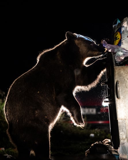 Bears scavenge in bins in a small town in the Carpathian mountains