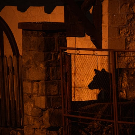 Bears emerge at night on the quiet streets of a town in Transylvania