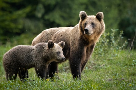 Portrait of a mother bear with her cub.
