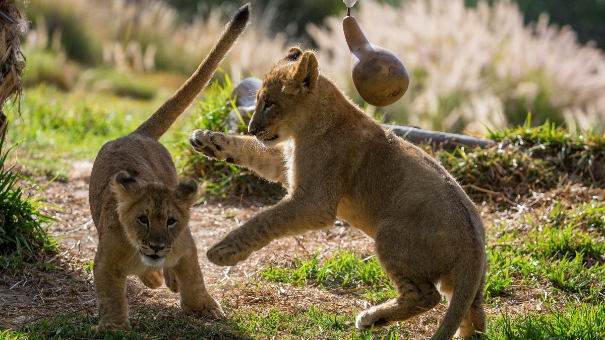 Two lion cubs play with each other