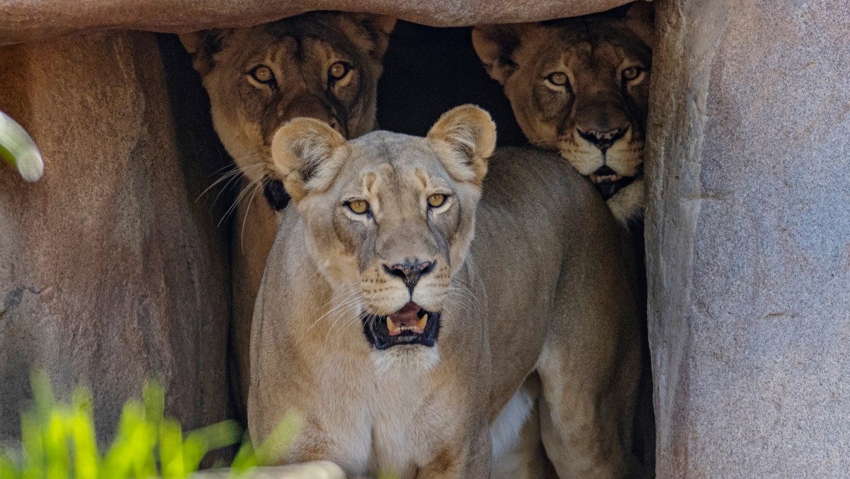 Three female lions peer out from under an enclosure