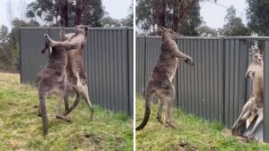 Kangaroo Brawl Ends With One Getting Tossed Through Metal Fence
