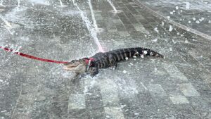 TikTok’s emotional support alligator spotted in public and the internet is obsessed