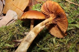 15 Of The Most Poisonous Plants And Fungi The World Has To Offer