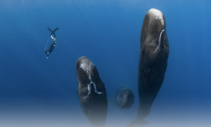 A diver swims with whales in 'Patrick and the Whale'