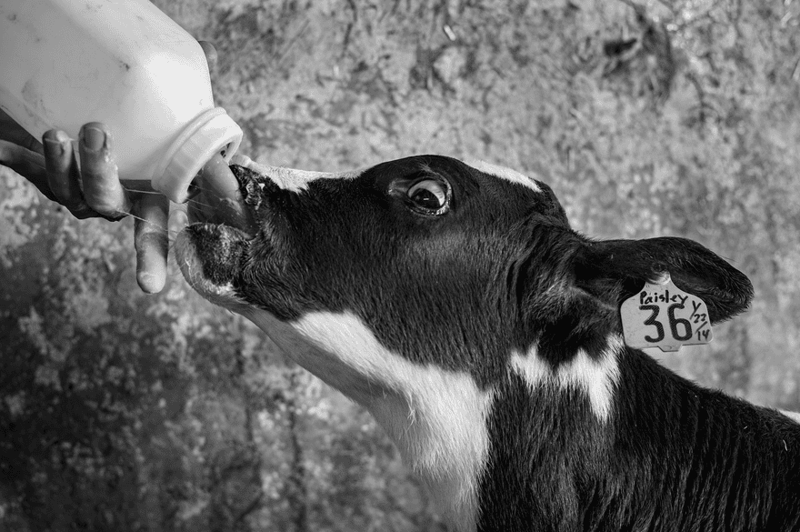 A calf drinking from a baby bottle