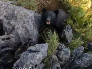 Rock Climber Fights Bear on Mountain, Wild Video