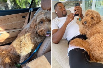Michael Strahan fans go wild as he shares pic of his dog Enzo