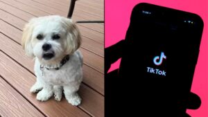 What is the ‘wake me up dog’ cult on TikTok?