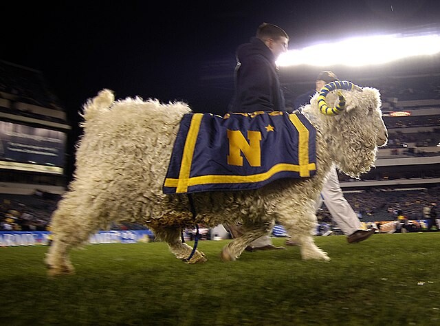 5 College Sports Mascots That Are Just Real, Very Confused Animals