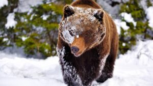 First Look At 'Cocaine Bear,' A Movie About A Bear That Eats A Ton Of Cocaine