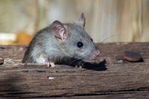 Surprising Research Finds Rats Can Dance to Music Too - EDM.com