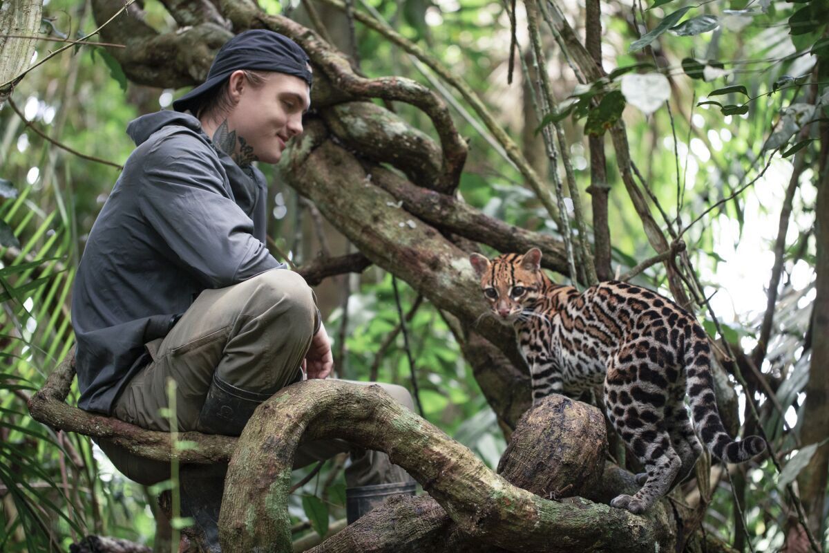 A young man wearing a backwards hat and a hoodie lounges in the trees with a baby ocelot in Wildcat.