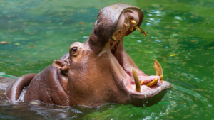 Hippo opens its mouth