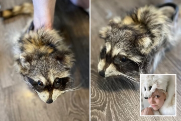 I turned raccoons into SHOES with heads & fluffy tails intact - people love them