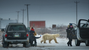 A polar bear crosses a road as tourists look on in 'Nuisance Bear'