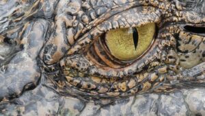 Alligator eye close up