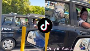 McDonald’s customer pulls up to drive-thru with horse in car