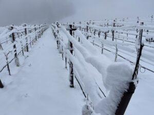 Napa Vineyard Covered In Snow