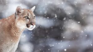 mountain lion in the snow