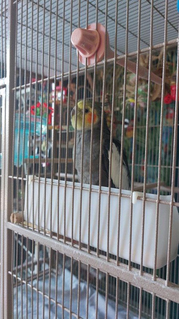 A cockatiel named Joel in his cage.