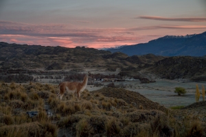 A llama stands on a hill with a lodge and mountains in the background.