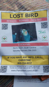 Flyers for a lost cockatiel in Myrtle Beach, South Carolina.