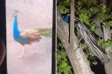 Peacock escapes from Bronx Zoo and attacks man grabbing his pants