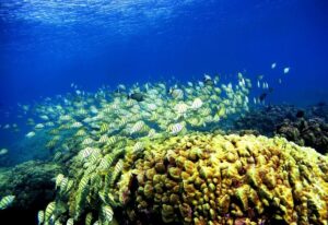 Patron Billionaire John Paul DeJoria Makes $1 Million Investment In Man-Made Coral Reefs