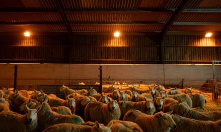 Sheep are seen in the lambing shed.