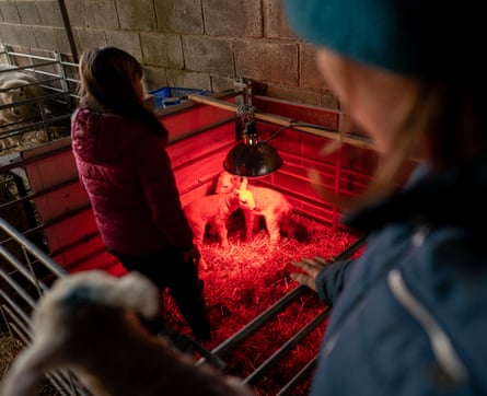 New born lambs, rejected by their mothers, use the heat lamp to stay warm in their pen as they gather their strength.