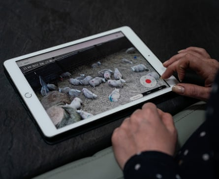 Katherine Singer watches the sheep on an iPad via a newly installed camera in the lambing shed.