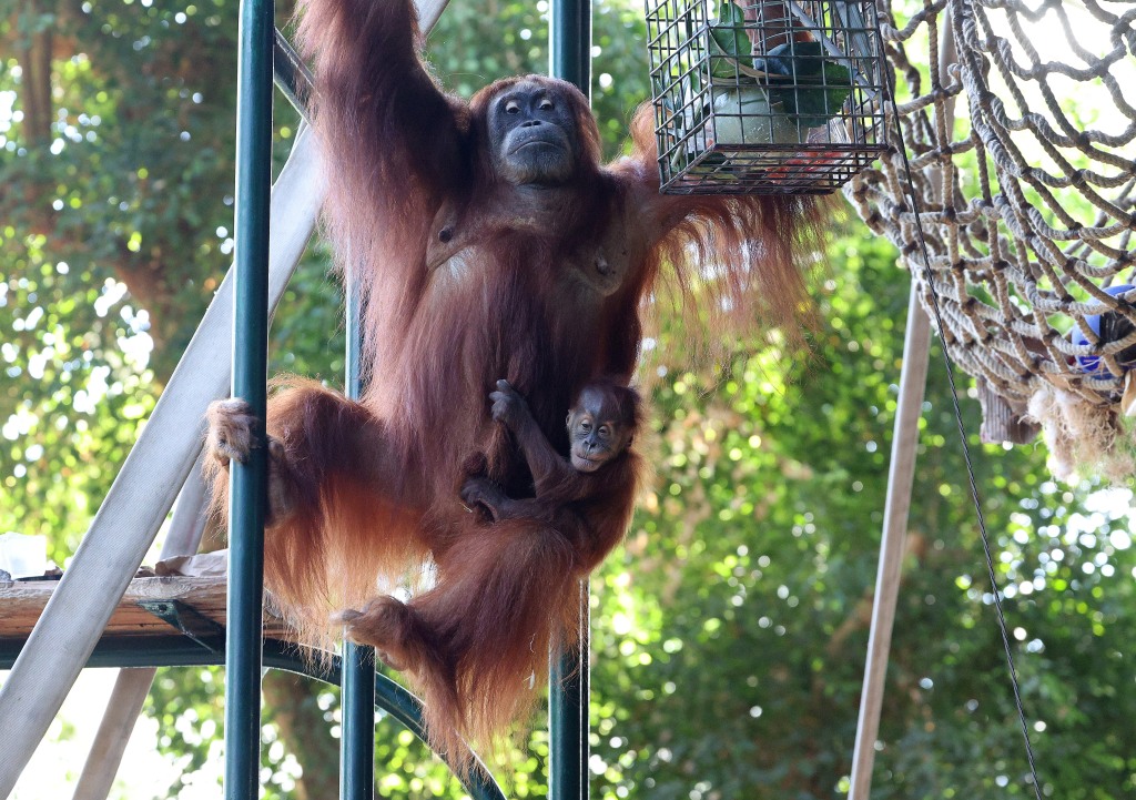 Orangutans may have influenced human speech. 