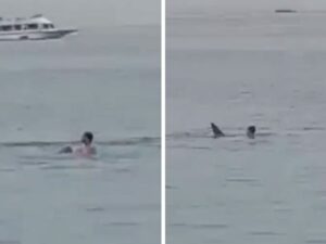 Horrifying Video Shows Man Killed in Shark Attack Off Coast of Egypt’s Red Sea