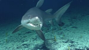 'Incredibly hungry' sharks attack a Netflix crew